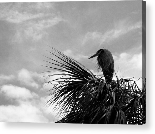 Nature Acrylic Print featuring the photograph The Lonely Great Blue Heron by Judy Wanamaker