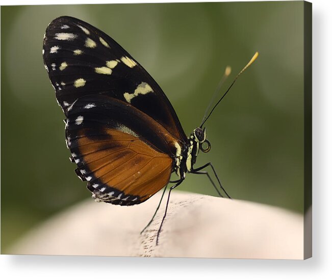Yellow Acrylic Print featuring the photograph Tiger Longwing Profile by Bill and Linda Tiepelman