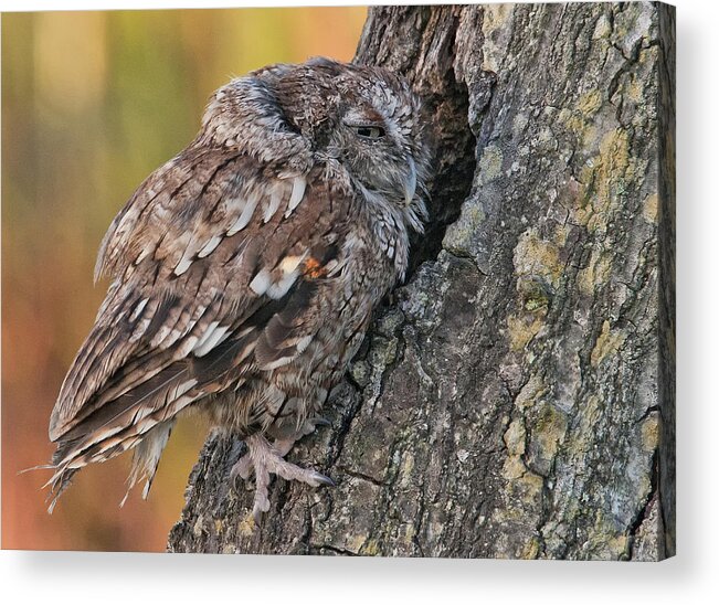 Owl Acrylic Print featuring the photograph Treehouse by Wade Aiken