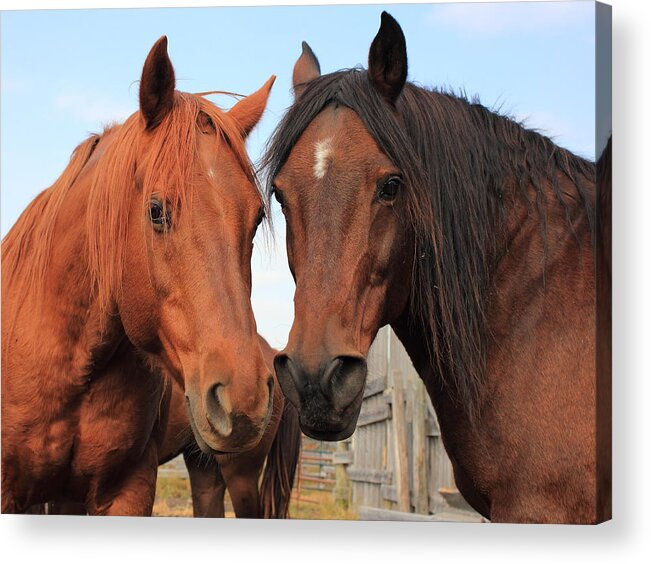 Horse Acrylic Print featuring the photograph Two Horses by Jim Sauchyn