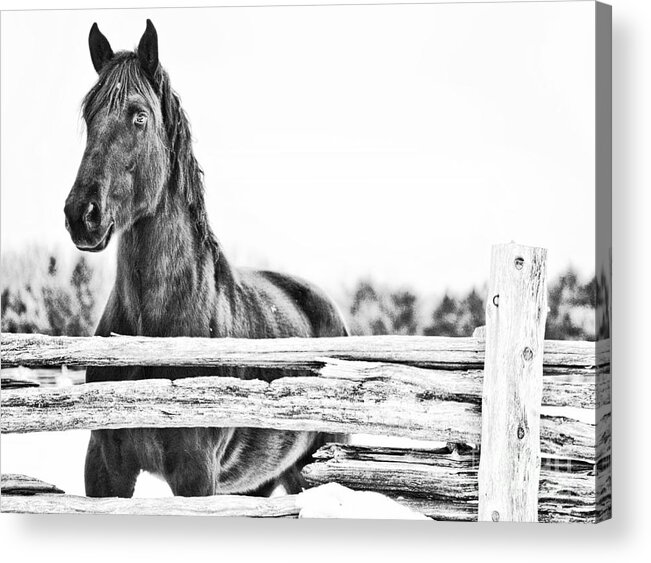 Horse Acrylic Print featuring the photograph Watching Close by Traci Cottingham