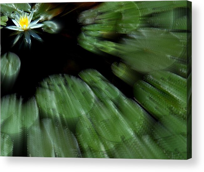 Flower Acrylic Print featuring the photograph Water Lilly Warp by Bruce Carpenter