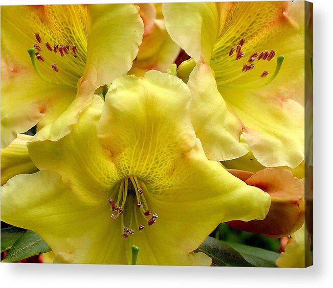 Yellow Acrylic Print featuring the photograph Yellow Rhododendron Trio by Peter Mooyman
