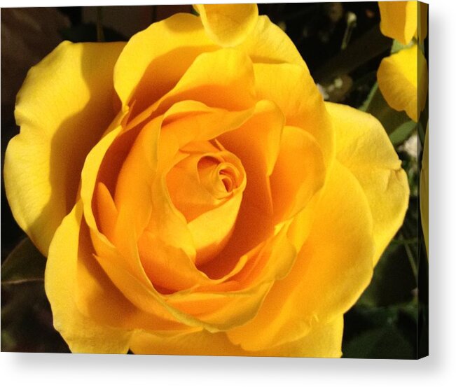 Rose Acrylic Print featuring the photograph Yellow Rose by Debbie Levene