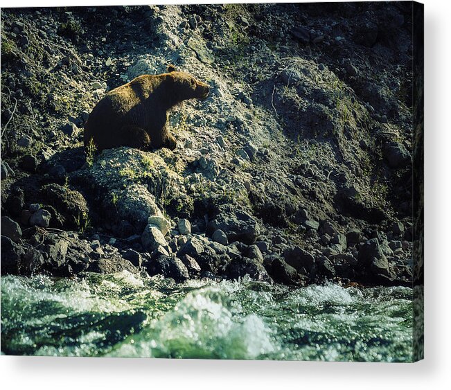 Bear Acrylic Print featuring the photograph Yellowstone Grizzly by Stuart Deacon