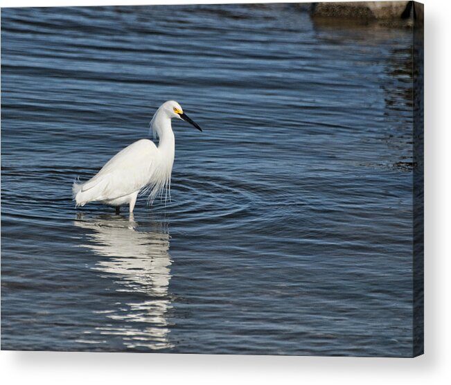 Egret Acrylic Print featuring the photograph Young Egret by Cathy Kovarik