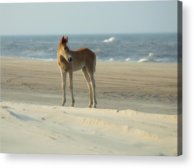 Banker Horses Acrylic Print featuring the photograph Banker Horses - 9 #1 by Jeffrey Peterson