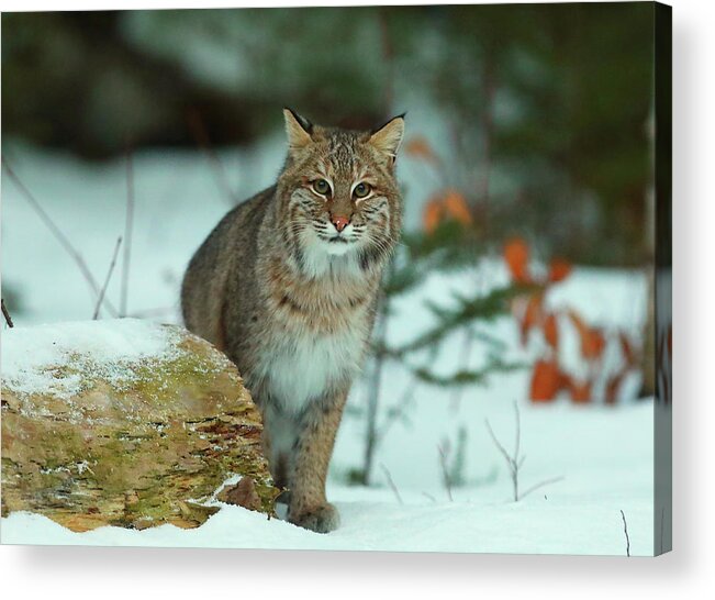 Bobcat Acrylic Print featuring the photograph Checking Me Out #1 by Duane Cross
