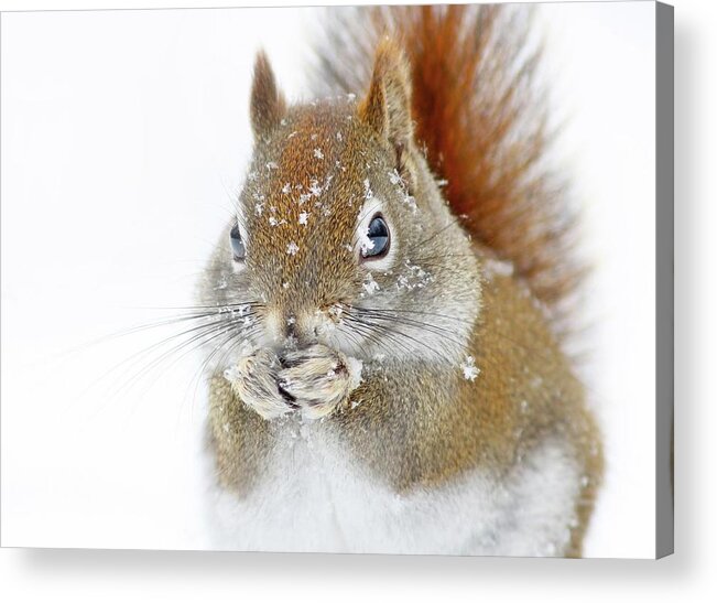 Squirrel Acrylic Print featuring the photograph Christmas Squirrel #1 by Mircea Costina