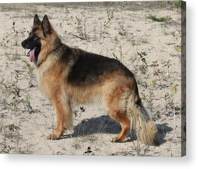 German Shepherd Acrylic Print featuring the photograph Classic #1 by Pat Purdy