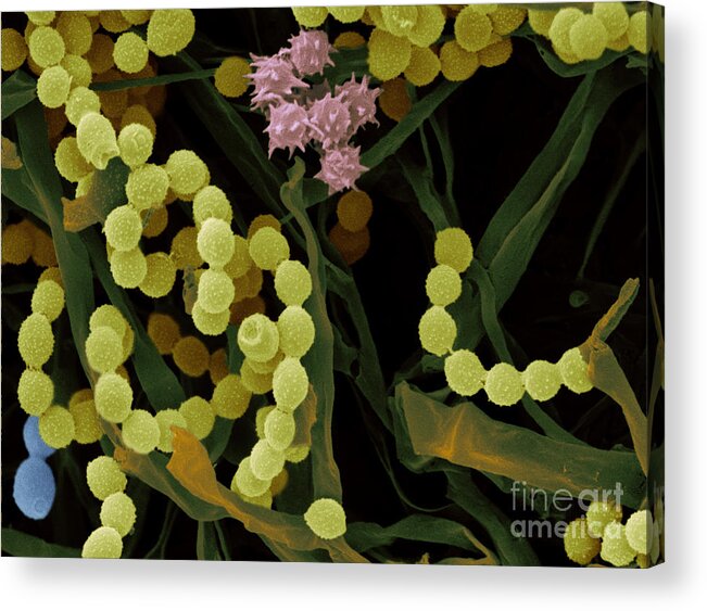 Sem Acrylic Print featuring the photograph Composting Leaves #1 by Scimat