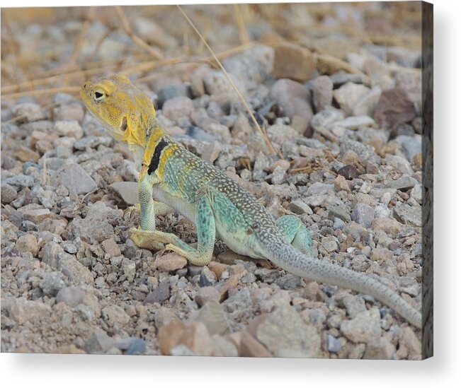 Utah Acrylic Print featuring the photograph Desert Lizard #2 by Andrew Chambers