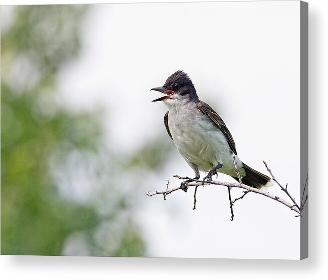 Kingbird Acrylic Print featuring the photograph Eastern Kingbird #1 by Jim Zablotny