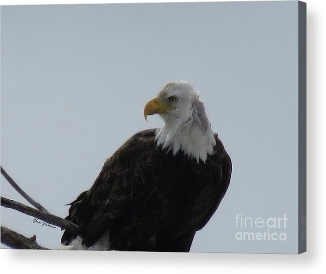 Bold Eagle Acrylic Print featuring the photograph Eye on you by Yumi Johnson