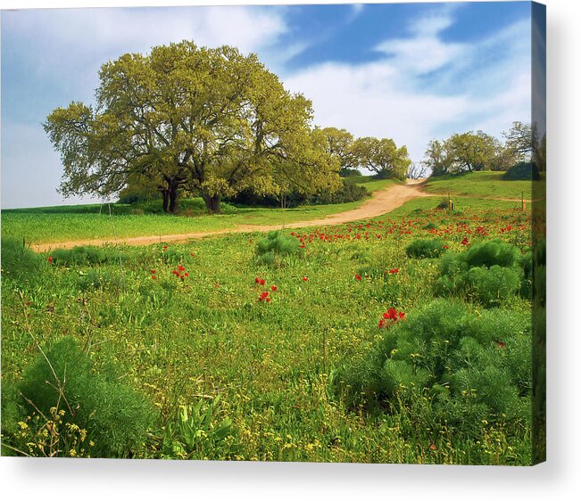Nature Acrylic Print featuring the photograph Green Fields #1 by Meir Ezrachi