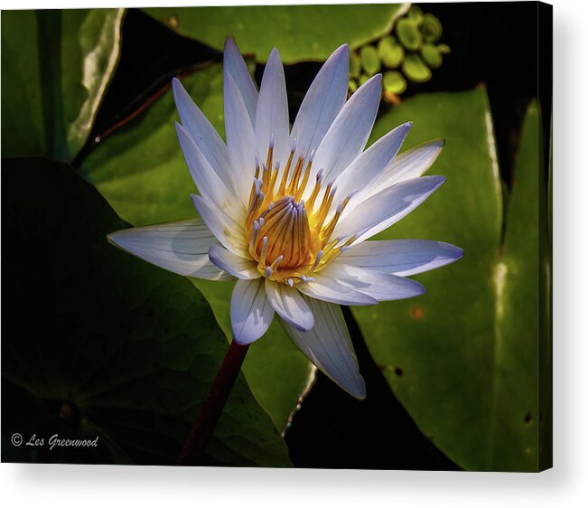 Lily Acrylic Print featuring the photograph Lily #3 by Les Greenwood