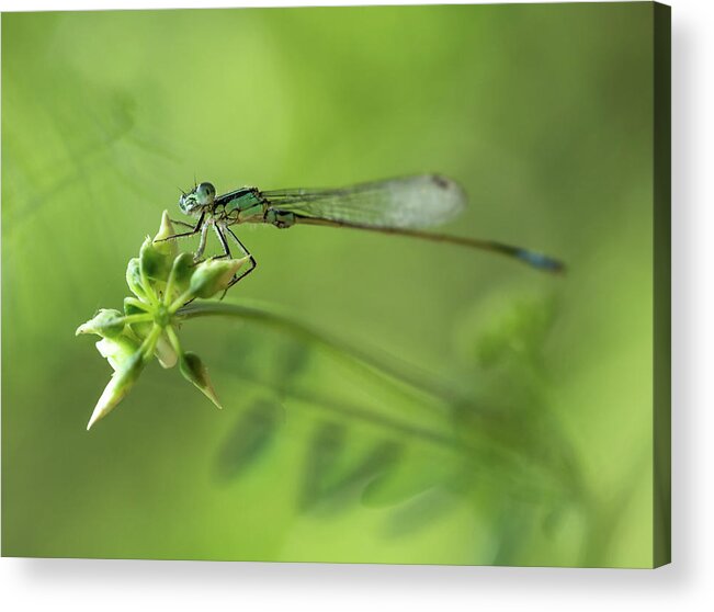 Insect Acrylic Print featuring the photograph Morning impression with blue dragonfly #1 by Jaroslaw Blaminsky