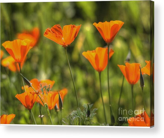 Poppies Acrylic Print featuring the photograph Poppies #1 by Marc Bittan