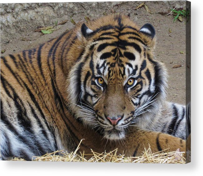 Tiger Acrylic Print featuring the photograph Staring Tiger #2 by Helaine Cummins