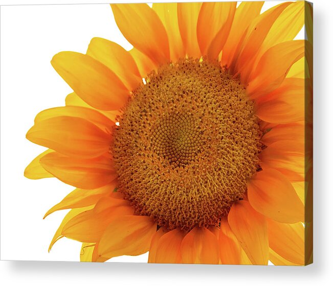 Sunflower Acrylic Print featuring the photograph Sunflower #1 by Virginia Folkman