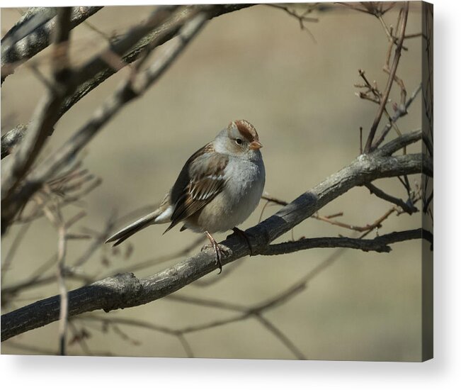 White Crowned Sparrow Acrylic Print featuring the photograph White-Crowned Sparrow    by Holden The Moment