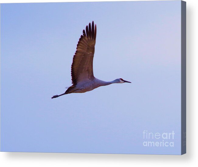Bird Acrylic Print featuring the photograph With wings spread #1 by Jeff Swan