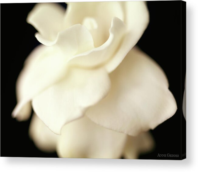 Flower Acrylic Print featuring the photograph Gardenia by Anne Geddes