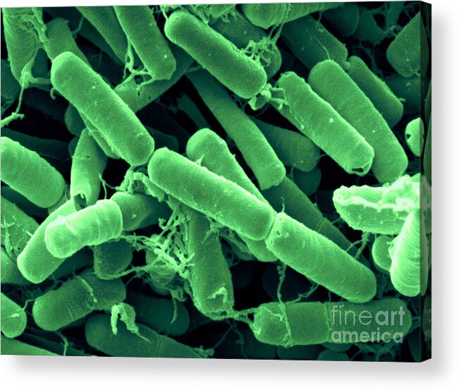 Bacillus Thuringiensis Acrylic Print featuring the photograph Bacillus Thuringiensis Bacteria #2 by Scimat