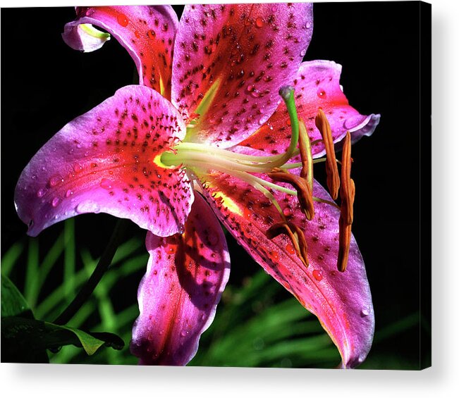 Rose Acrylic Print featuring the photograph Beaming #2 by Doug Norkum
