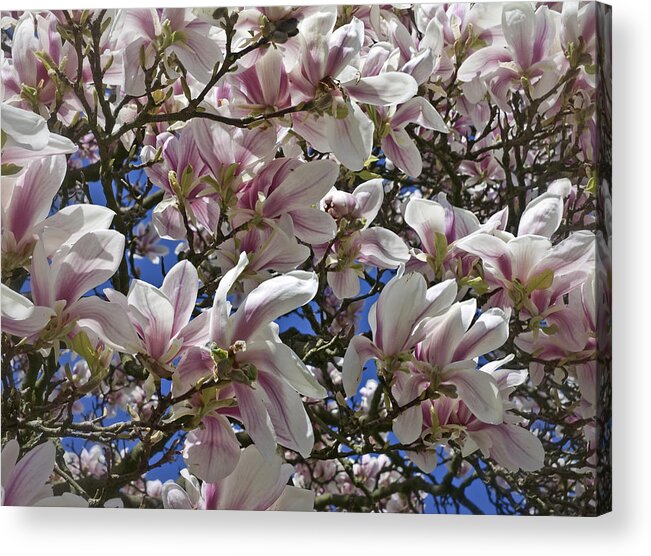 Flower Acrylic Print featuring the photograph Blossom Magnolia White Spring Flowers Photography by Nadja Drieling - Flower- Garden and Nature Photography - Art Shop