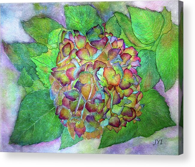 Hydrangea Acrylic Print featuring the painting Dried Hydrangea by Janet Immordino