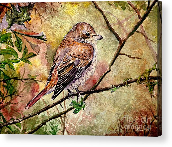 Red Backed Shrike Acrylic Print featuring the painting Red backed shrike #2 by Andrew Read