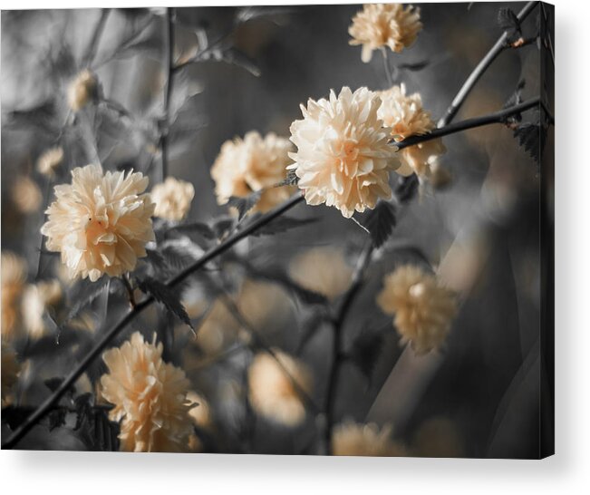Miguel Acrylic Print featuring the photograph Spring is in the Air #3 by Miguel Winterpacht