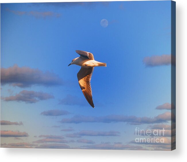 Seagull Acrylic Print featuring the photograph 25- Seagull by Joseph Keane