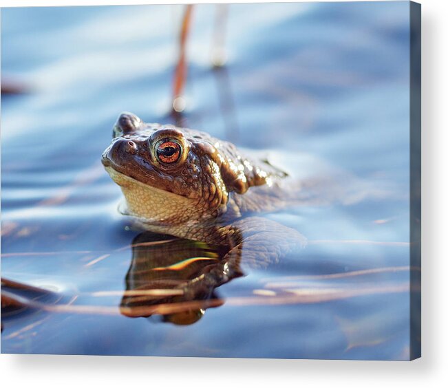 Bufo Bufo Acrylic Print featuring the photograph European toad #3 by Jouko Lehto