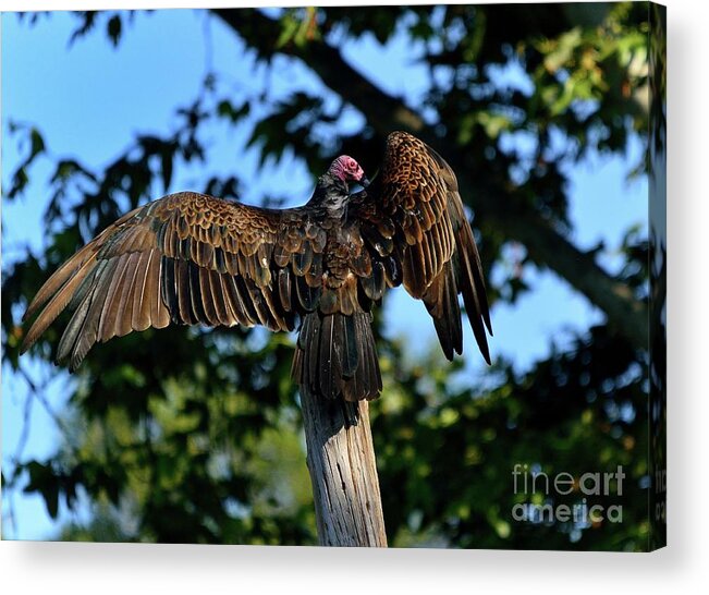 Turkey Vulture Acrylic Print featuring the photograph Turkey Vulture #3 by Marc Bittan