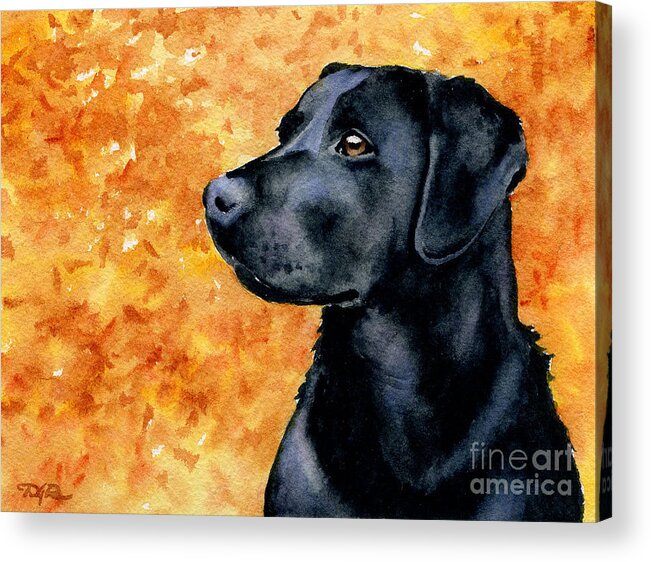 Black Lab Acrylic Print featuring the painting Black Lab #5 by David Rogers