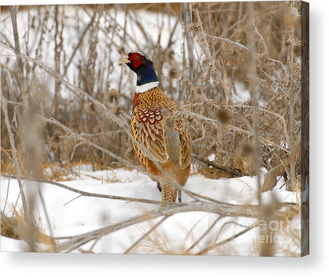 Bird Acrylic Print featuring the photograph Ring Necked Pheasant #5 by Dennis Hammer