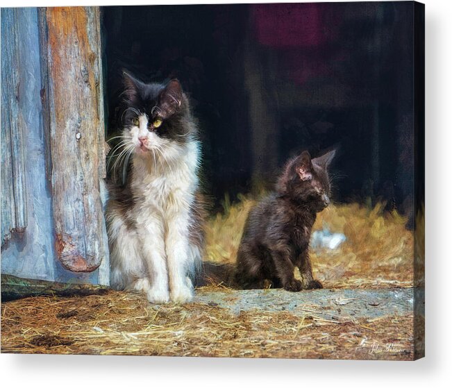 Cats Acrylic Print featuring the photograph A day in the life of a barn cat by John Rivera
