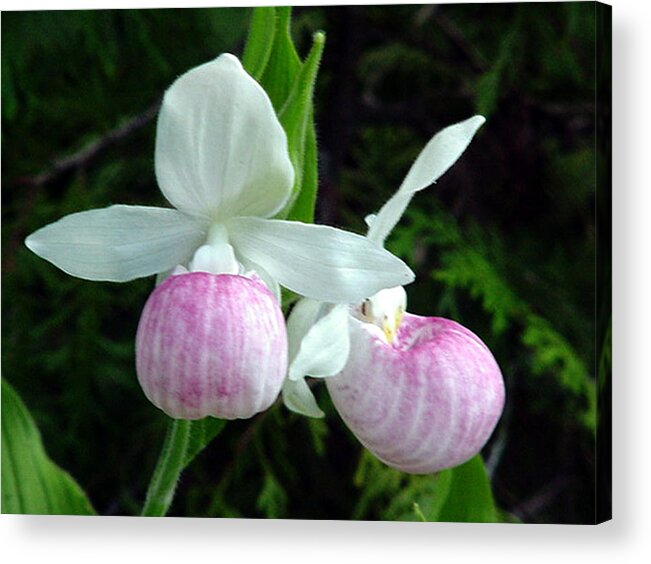 Flowers Acrylic Print featuring the photograph A Perfect Pair by Terry Ann Morris