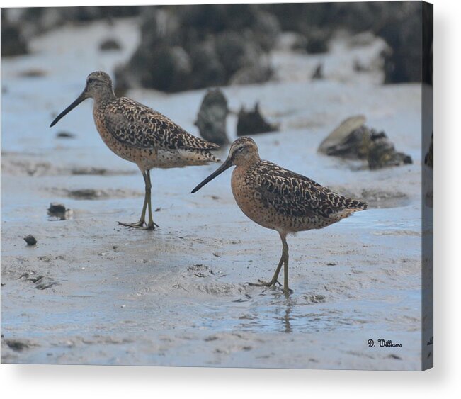 Dowitcher Acrylic Print featuring the photograph A Walk in the Mud... by Dan Williams