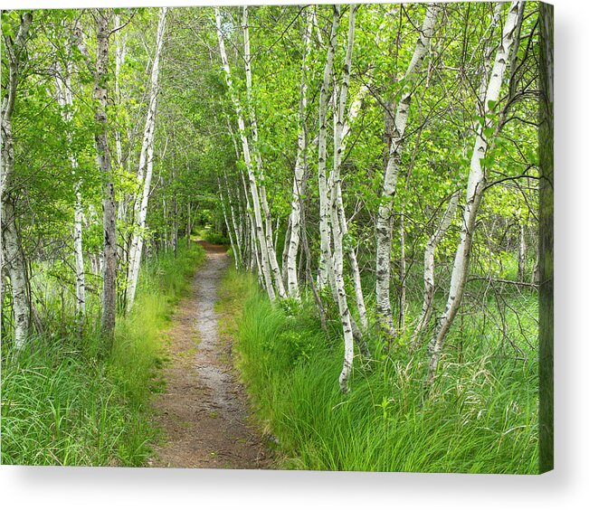 Acadia National Park Acrylic Print featuring the photograph A Walk in the Woods by Holly Ross