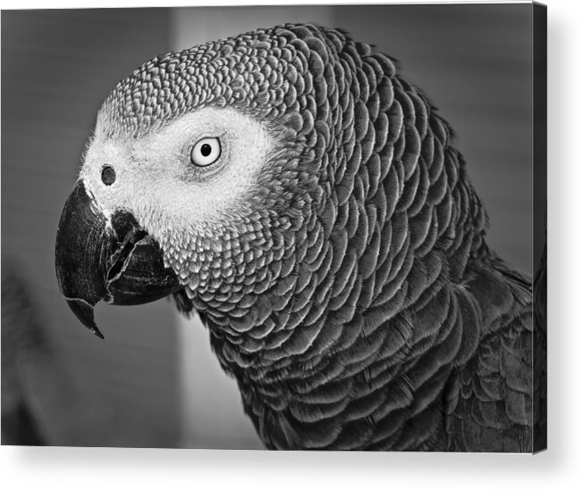 Parrot Acrylic Print featuring the photograph African Grey Parrot by Venetia Featherstone-Witty