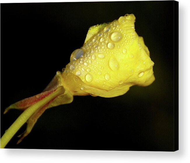 Wildflower Acrylic Print featuring the photograph After The Rain by Linda Shafer