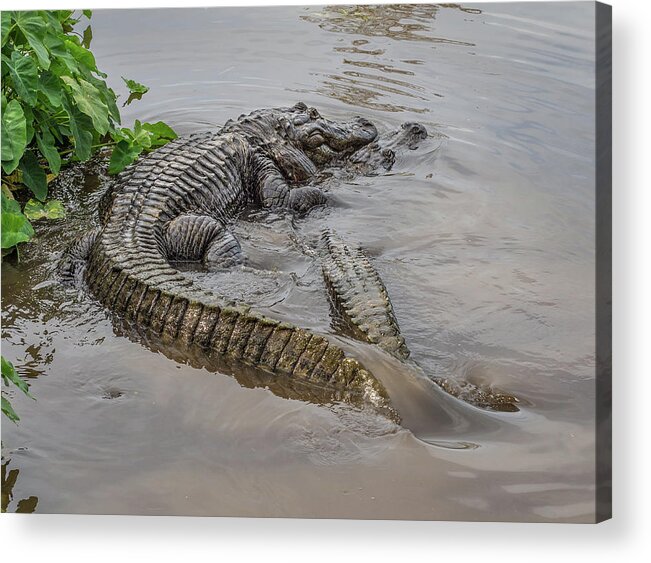 Alligator Acrylic Print featuring the photograph Alligators Courting by Steve Zimic