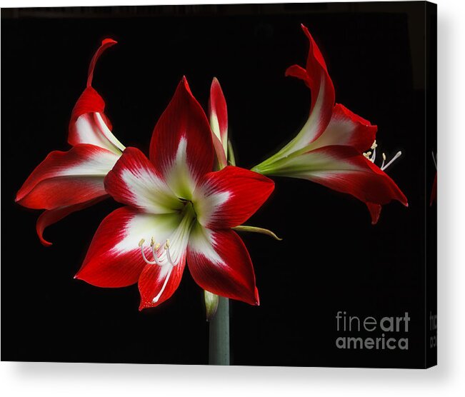 Flower Acrylic Print featuring the photograph Amaryllis 'quito' by Ann Jacobson