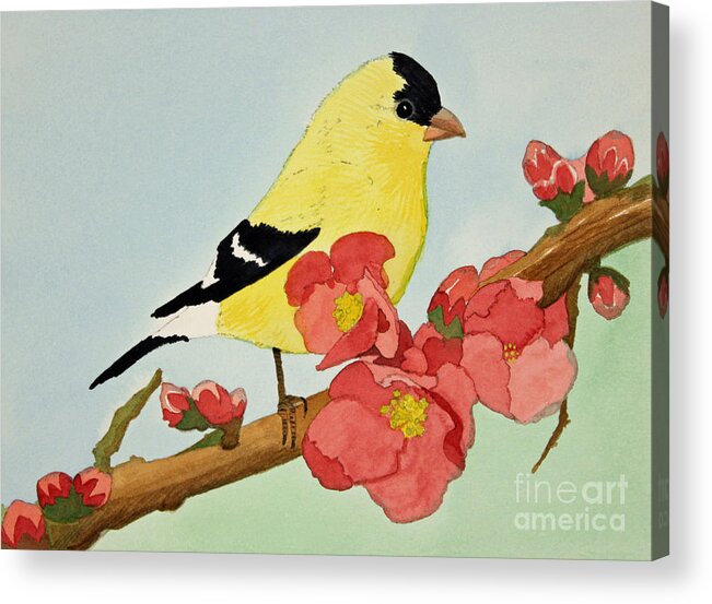 Bird Acrylic Print featuring the painting American Goldfinch by Norma Appleton