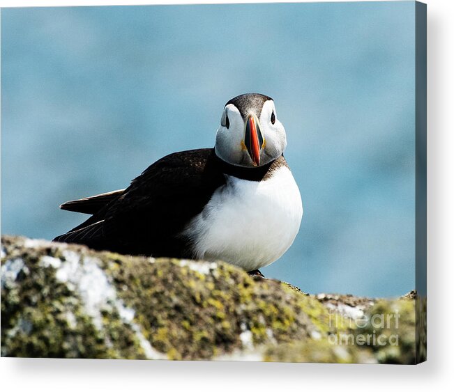 Isle Of May Acrylic Print featuring the photograph An Atlantic Puffin by Mary Jane Armstrong