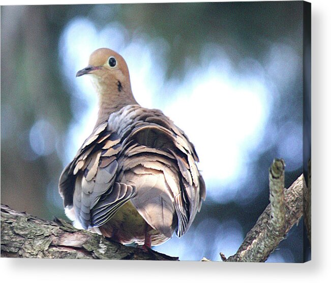 Angel Dove Acrylic Print featuring the photograph Angel Dove by The Art Of Marilyn Ridoutt-Greene