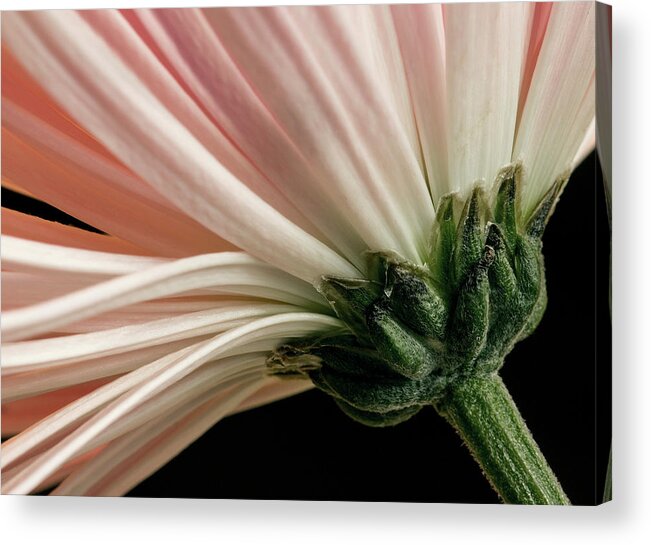 Mum Acrylic Print featuring the photograph Angled Mum by Bob Cournoyer